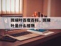 斑斓叶百度百科，斑斓叶是什么植物