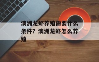 澳洲龙虾养殖需要什么条件？澳洲龙虾怎么养殖