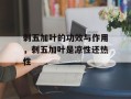 刺五加叶的功效与作用，刺五加叶是凉性还热性