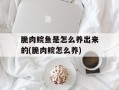 脆肉鲩鱼是怎么养出来的(脆肉鲩怎么养)