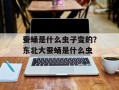 蚕蛹是什么虫子变的？东北大蚕蛹是什么虫