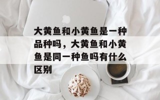 大黄鱼和小黄鱼是一种品种吗，大黄鱼和小黄鱼是同一种鱼吗有什么区别
