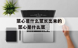 菜心是什么菜长出来的 菜心是什么菜