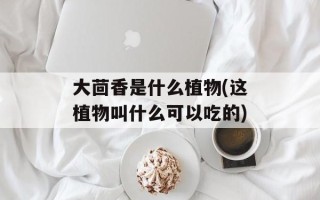 大茴香是什么植物(这植物叫什么可以吃的)
