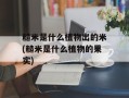 糙米是什么植物出的米(糙米是什么植物的果实)