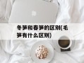 冬笋和春笋的区别(毛笋有什么区别)