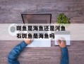 斑鱼是海鱼还是河鱼 石斑鱼是海鱼吗