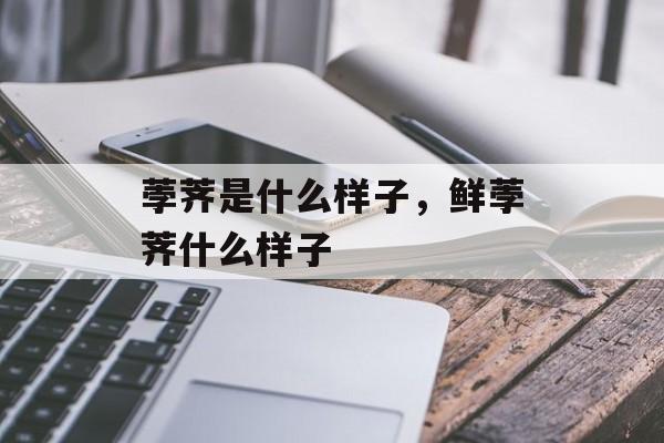 荸荠是什么样子，鲜荸荠什么样子-第1张图片-