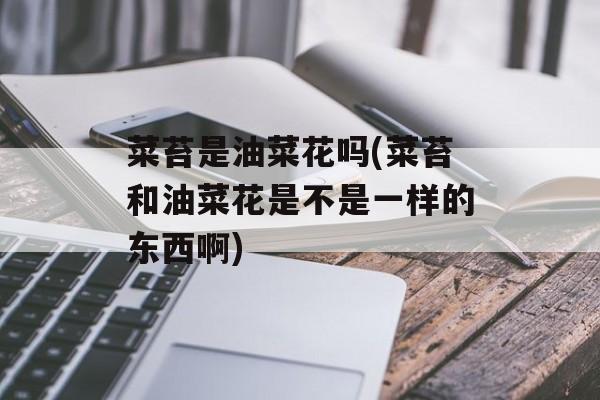 菜苔是油菜花吗(菜苔和油菜花是不是一样的东西啊)-第1张图片-