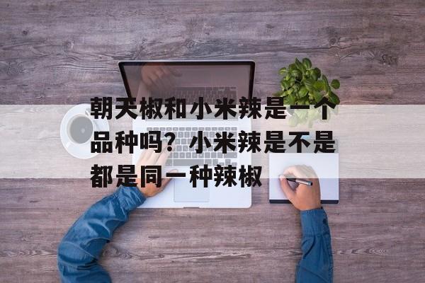 朝天椒和小米辣是一个品种吗？小米辣是不是都是同一种辣椒-第1张图片-