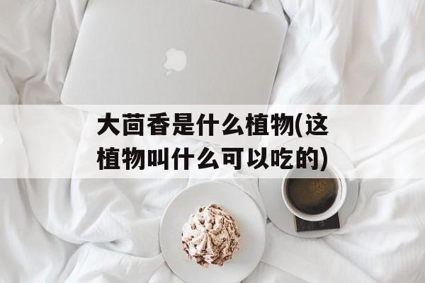 大茴香是什么植物(这植物叫什么可以吃的)-第1张图片-