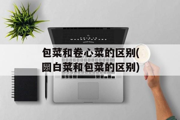 包菜和卷心菜的区别(圆白菜和包菜的区别)-第1张图片-
