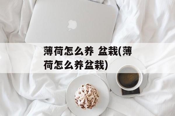 薄荷怎么养 盆栽(薄荷怎么养盆栽)-第1张图片-