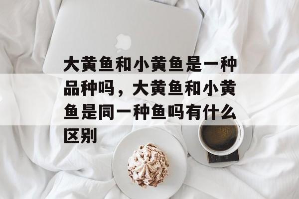 大黄鱼和小黄鱼是一种品种吗，大黄鱼和小黄鱼是同一种鱼吗有什么区别-第1张图片-