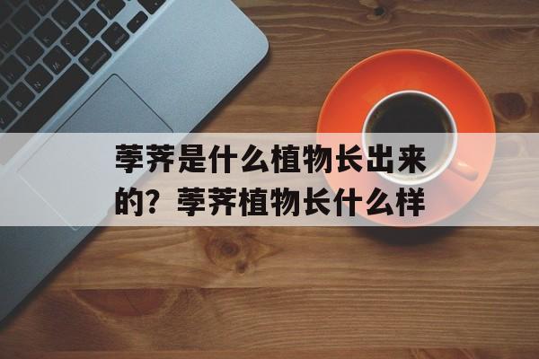 荸荠是什么植物长出来的？荸荠植物长什么样-第1张图片-